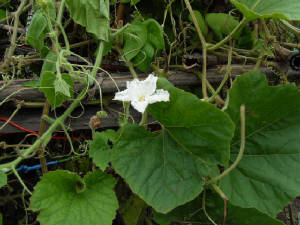 Squash-flower.JPG